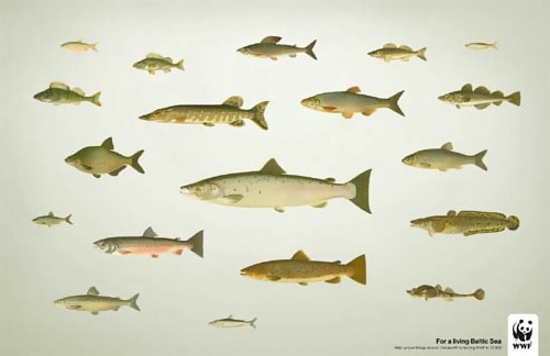 Sweden Fish (WWF) - Conceptual Advertising Photography