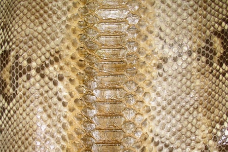 Gold Exotic Reptile Skin Texture