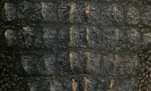 Alligator Neck Texture