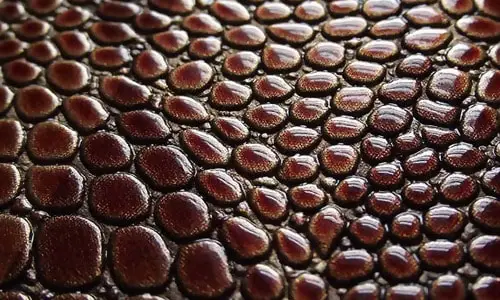 3D Snake Skin Texture
