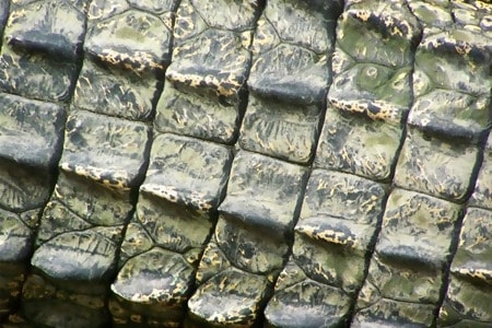 Crocodile Texture