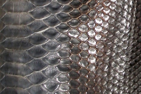 Exotic Python Skin Texture