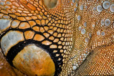 Iguana Skin Texture