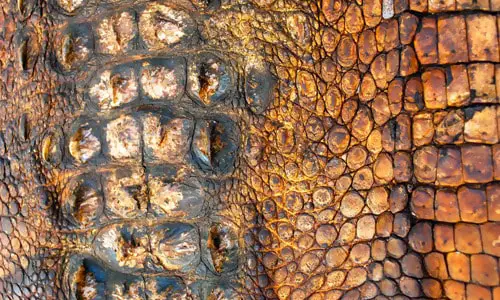 American Alligator Skin Texture