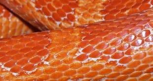 Reptile Skin Textures