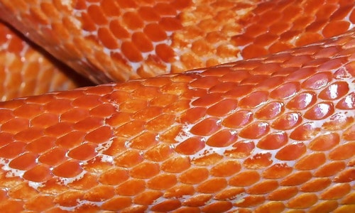 Snake Skin Texture