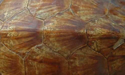 Turtle Shell Texture 2