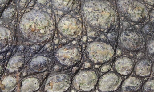 Crocodile Skin Texture 1