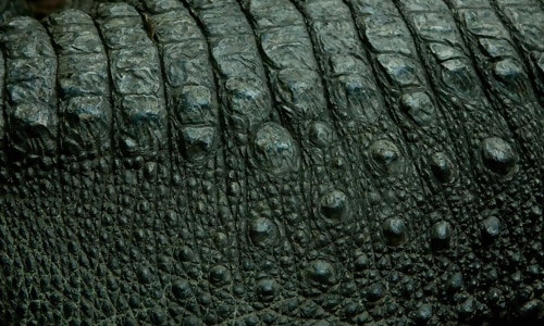 Alligator Skin Texture