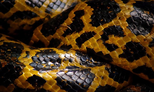 Python Skin Texture