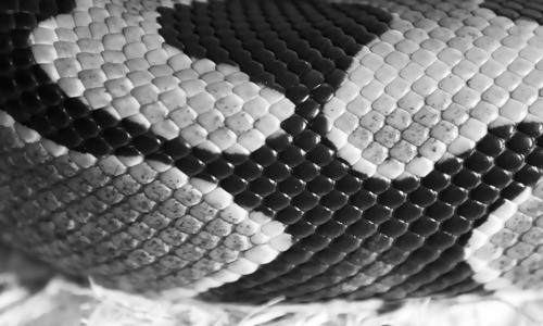 Black & White Snake Skin Texture