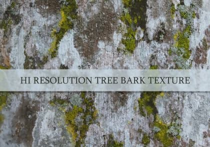 High-Resolution Tree Bark Texture