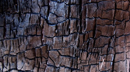 Tree Bark Nature Texture