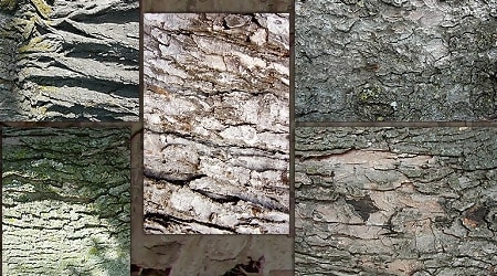 Fantasy Stock Tree Bark Textures Zip Pack 4