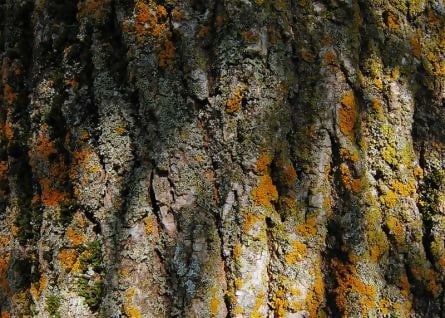 Free Amazing Tree Bark Textures