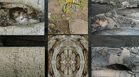 Tree Bark Textures Zip Pack 2