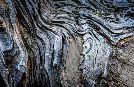 Free Flowing Tree Bark Texture