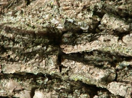 Macro Tree Bark Texture