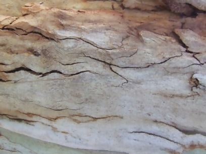 Tree Bark By Dazzle Textures