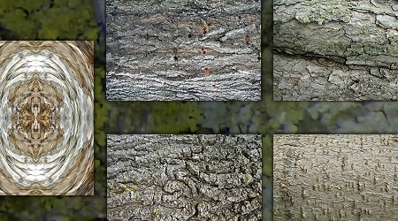 Tree Bark By Dazzle Textures