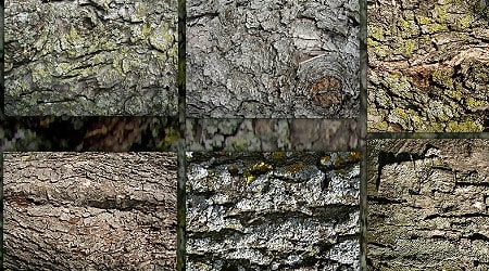 Tree Bark Textures Zip Pack 1