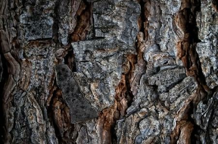 Tree Bark Texture by Melissa Maples