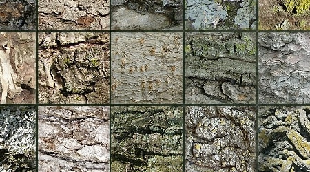 Seamless Stock Tree Bark Textures 1