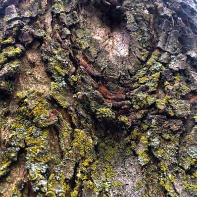 Moss Texture Tree Bark