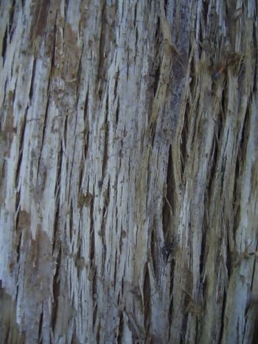 Tree Bark By Blueberry Stock