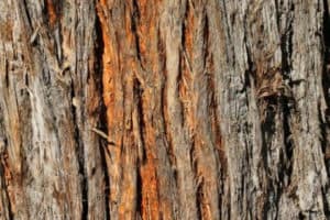 Free Tree Bark Textures
