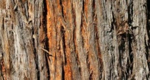 Free Tree Bark Textures