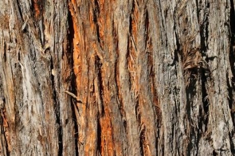 Tree Bark By Hoskinglndustries