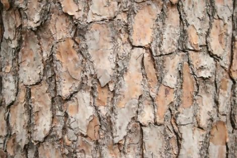 Elf-Fu-Stock Tree Bark Texture 1