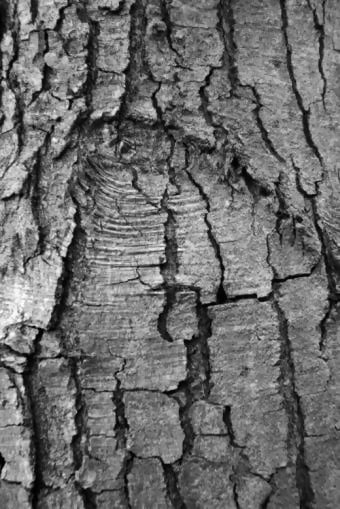 Mono Tree Bark Texture Roller 