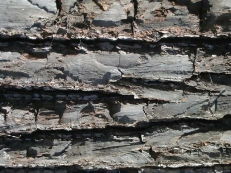 Tree Bark By Quaddles Description