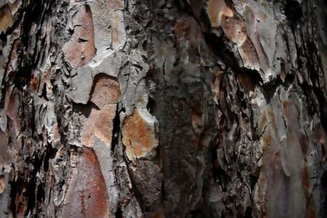 Best Free Photoshop Tree Bark Texture