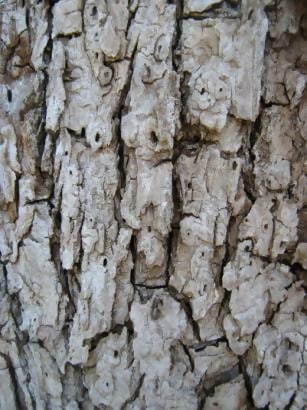 More Bark Tree Texture Description