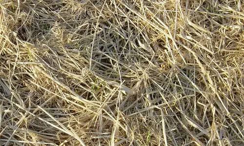 Strewn Hay New Grass Texture