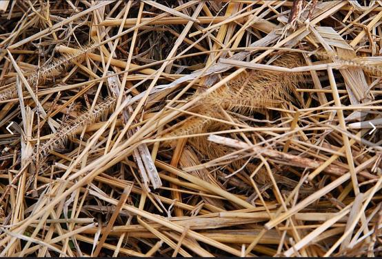 Elegant Free hay and straw texture