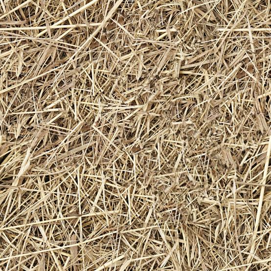 Hay Straw Seamless Texture