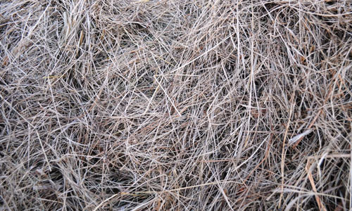 The texture of the Hay by Tumana Stock