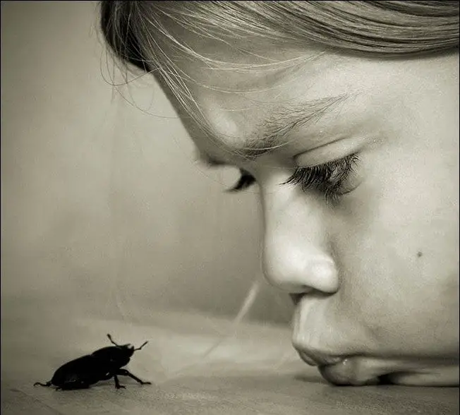 Entomological Meeting By Cath Schneider